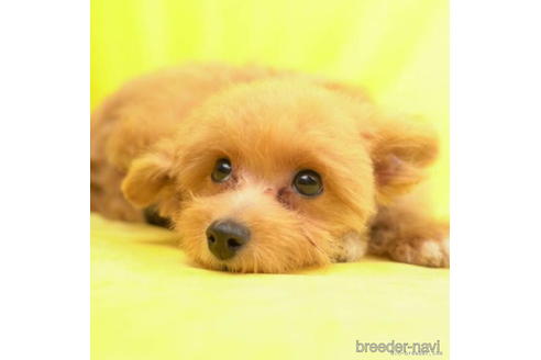 成約済の東京都のポメプー:ポメラニアン×トイプードル-206803